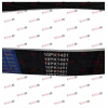 Ремень 10PK1451 SH SHAANXI / Shacman (ШАНКСИ / Шакман) 612630060342 фото 2 Волжский